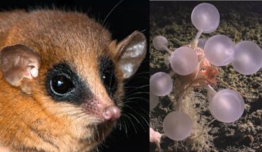 'Death ball' sponge, tiny opossum among cool new species of 2025