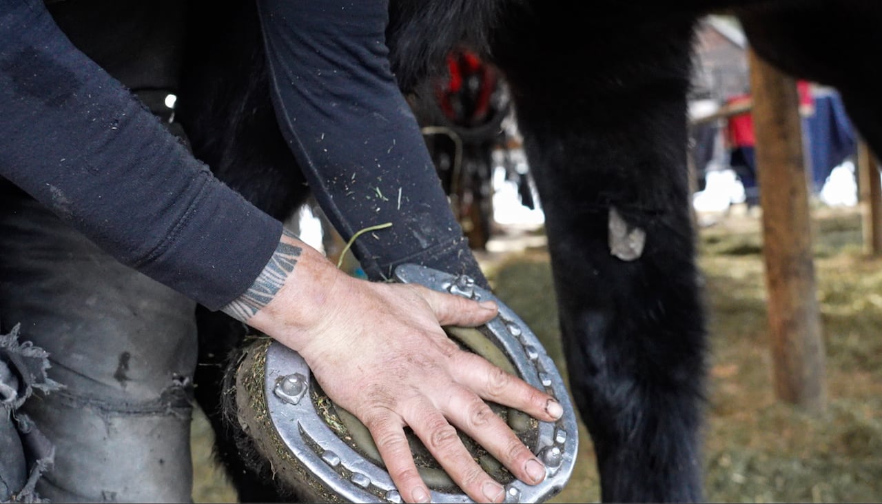 Woman's hand held up against a large horse hoof. 