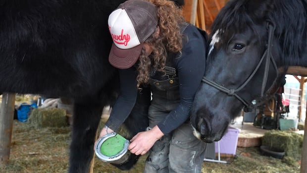 A look at the female farriers who keep the Okanagan’s working horses from slipping in the snow