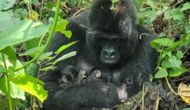 Rare mountain gorilla twins born in the wild