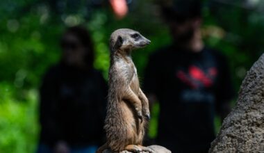 Humans are slightly more monogamous than meerkats, but slightly less than beavers