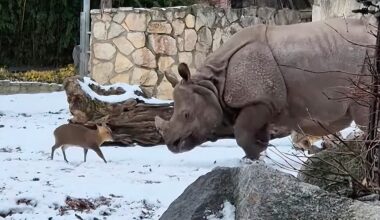 Tiny deer squares off against massive rhino in epically cute battle