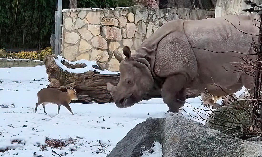 Tiny deer squares off against massive rhino in epically cute battle