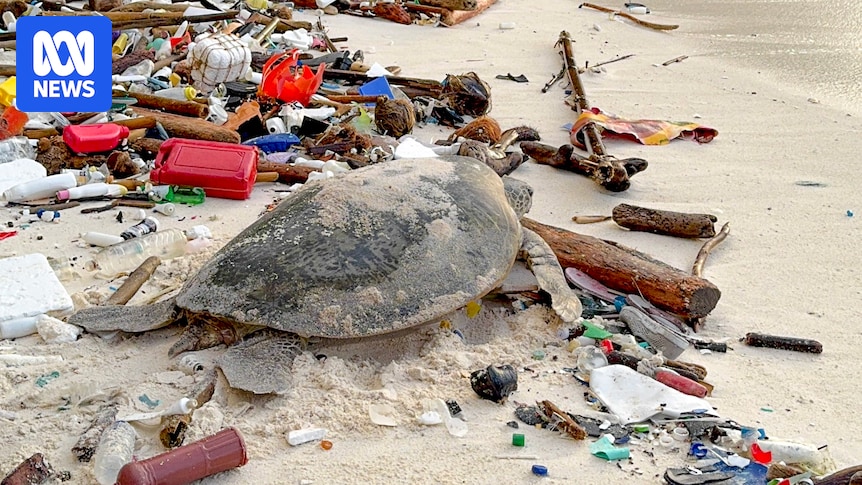 Christmas Island plastics pollution battle for turtles