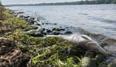 Court fines company $1.35M for western Quebec river spills