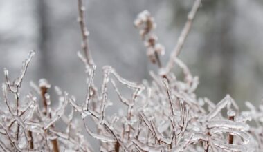 Freezing rain warning issued for Kingston area
