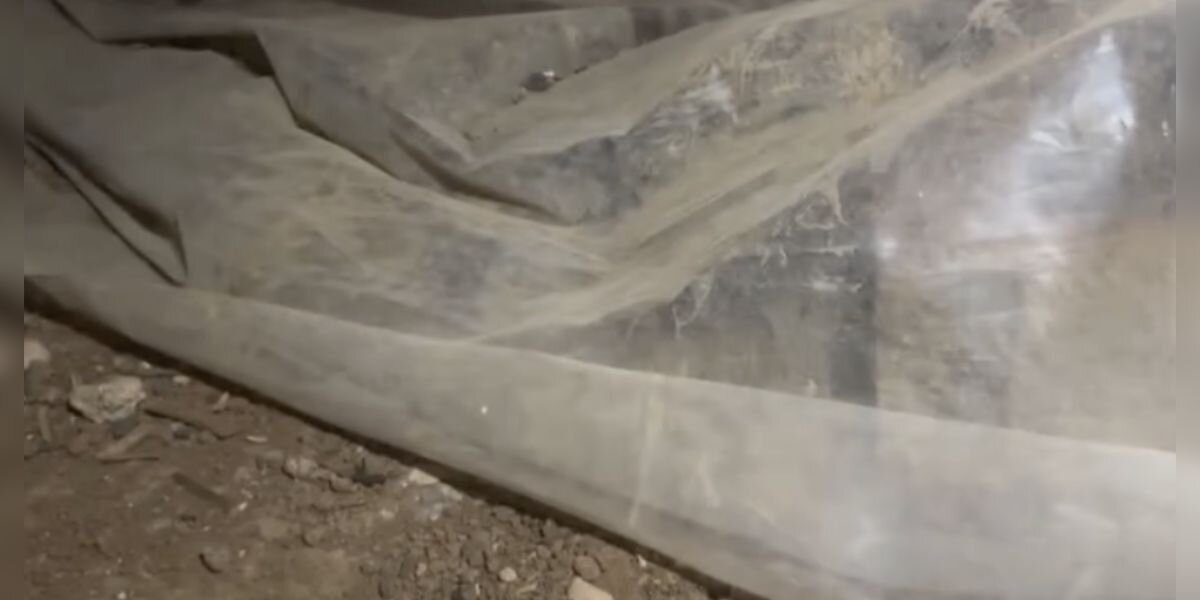 Man Hears Faint Ticking Sound And Finds 32 Animals Sleeping Under A Tarp