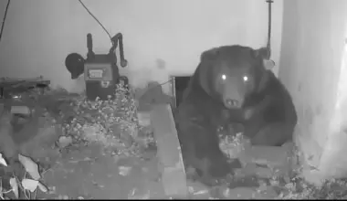 Altadena bear saga reportedly continues. Is it the same one?