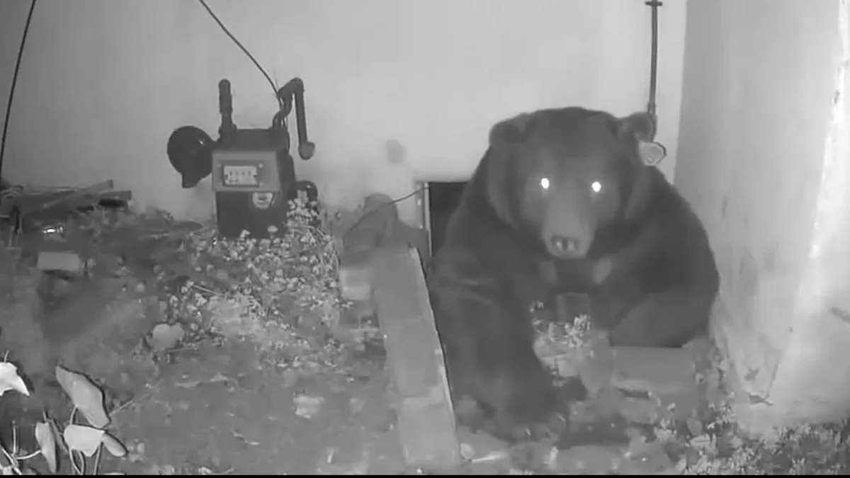 Altadena bear saga reportedly continues. Is it the same one?