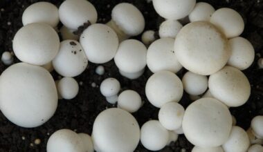 With help of Business Biba’z project, rural women lead agri growth stories