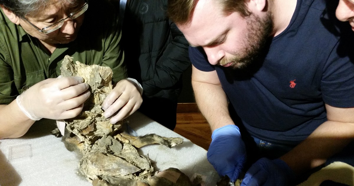 In the stomach of a mummified wolf pup, scientists find DNA from a woolly rhino