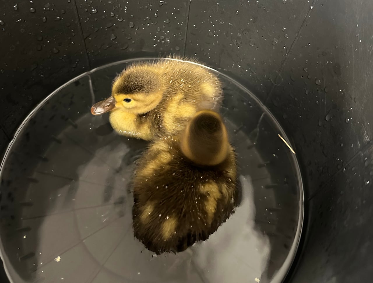 Two ducklings sit in a bucket with water in the bottom