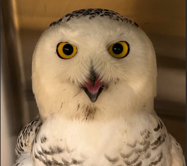 A close up photo of a snowy owl with its beak open.