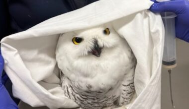Manitoba's largest wildlife rehabilitation centre saw jump in animals treated