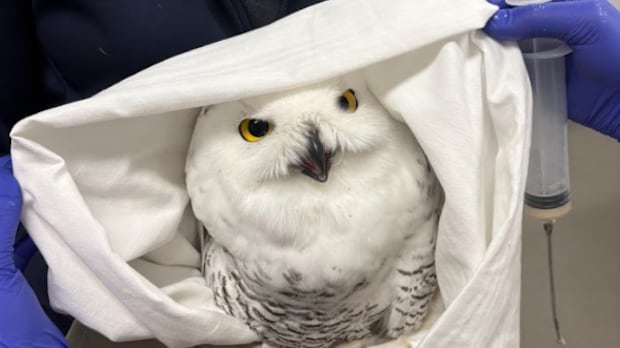 Manitoba's largest wildlife rehabilitation centre saw jump in animals treated