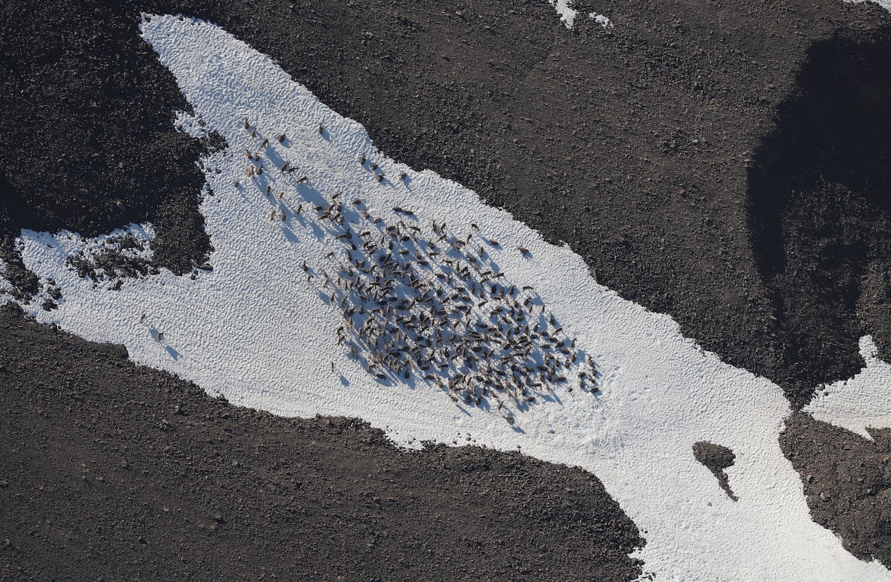 An aerial shot of a herd of animals seen from overhead on a patch of snow.