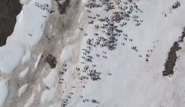 Porcupine Caribou herd has declined, according to latest population estimate