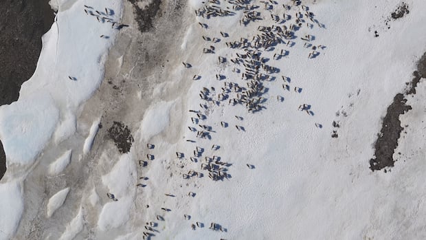 Porcupine Caribou herd has declined, according to latest population estimate