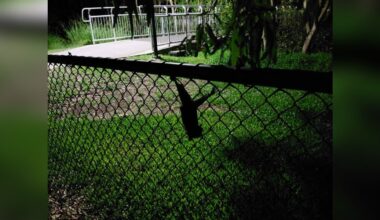 Man Hears Soft Squeaks Inside Dog Park And Finds A Wild Baby Clinging To Fence