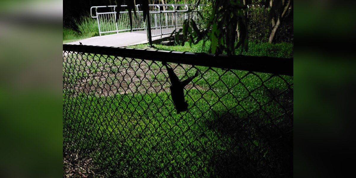 Man Hears Soft Squeaks Inside Dog Park And Finds A Wild Baby Clinging To Fence