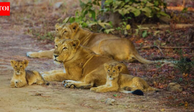 From snow leopard to fishing cat: Travel India through its state animals |