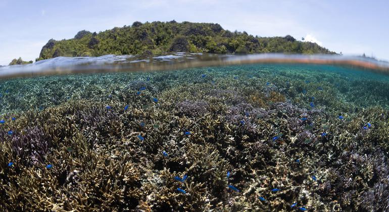 Game-changing international marine protection treaty comes into force