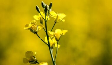 Manitoba greets Canada-China tariff deal with guarded optimism