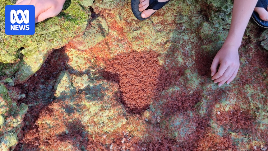 Christmas Island welcomes 'twice-in-a-decade' return of millions of baby red crabs