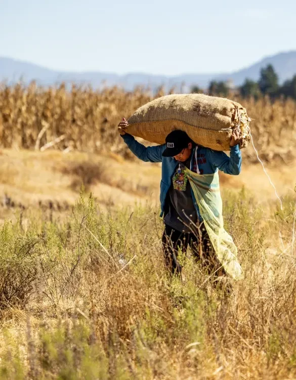 A man with medium skin tone, wearing a blue jacket and hat, carries a large bag over his head on his shoulders. He stands in a field of corn.