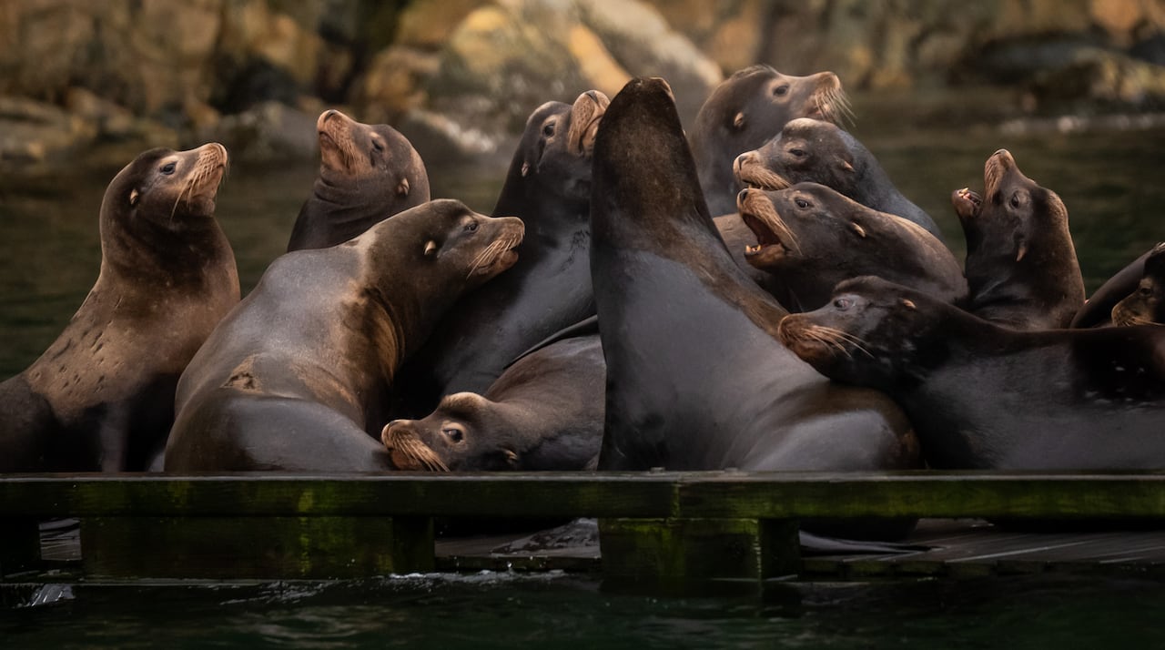 A group of sea lions are seen on a private dock.