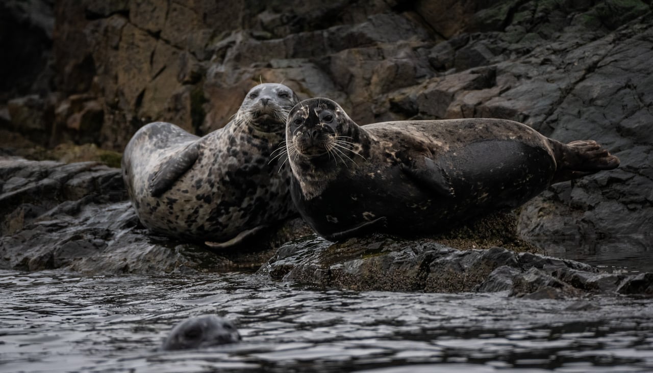Two seals are seen on a rocky shore.