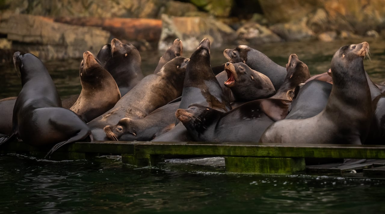 A group of sea lions bellow on a dock.