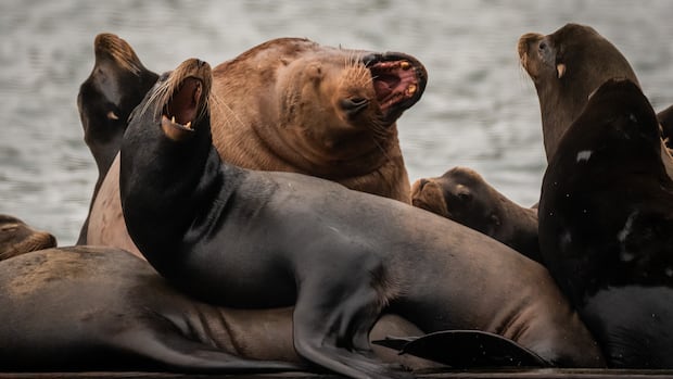 ‘Symphony of the sea’: Big, barking, bellowing sea lions back in Howe Sound