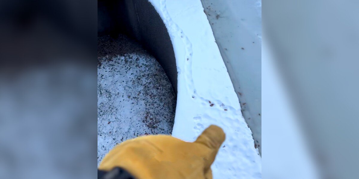 Tiny Paw Prints In Snow Lead Rescuer To Animal Stranded In Drained Canal