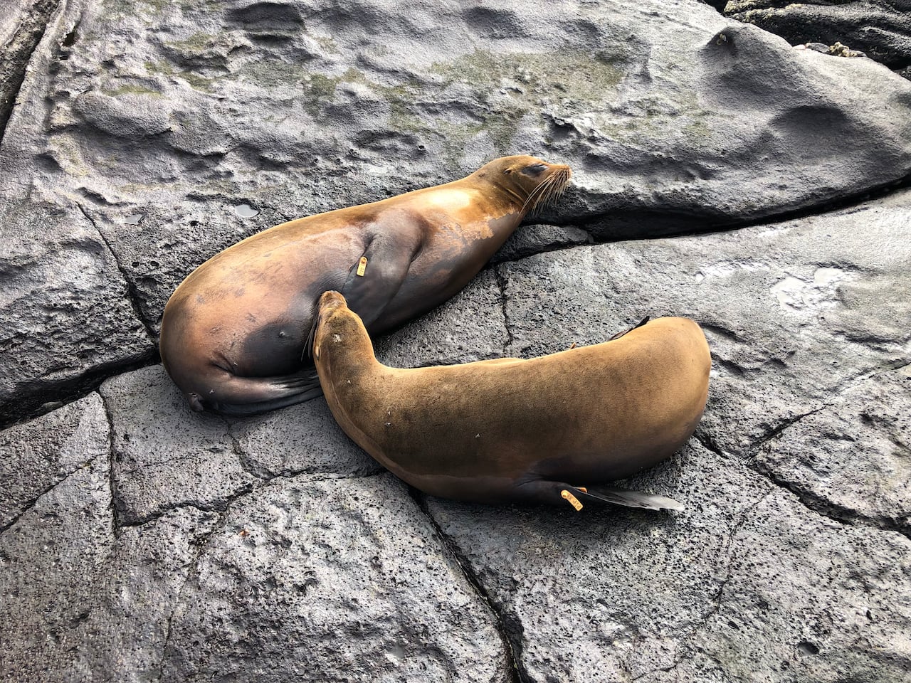 Two rust-coloured sea lions lay on the rocks, one suckling from the other