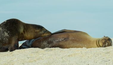 These fully grown sea lions won't stop nursing, and scientists don’t know why