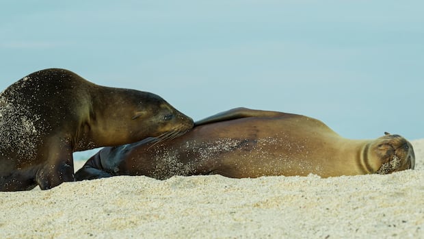 These fully grown sea lions won't stop nursing, and scientists don’t know why