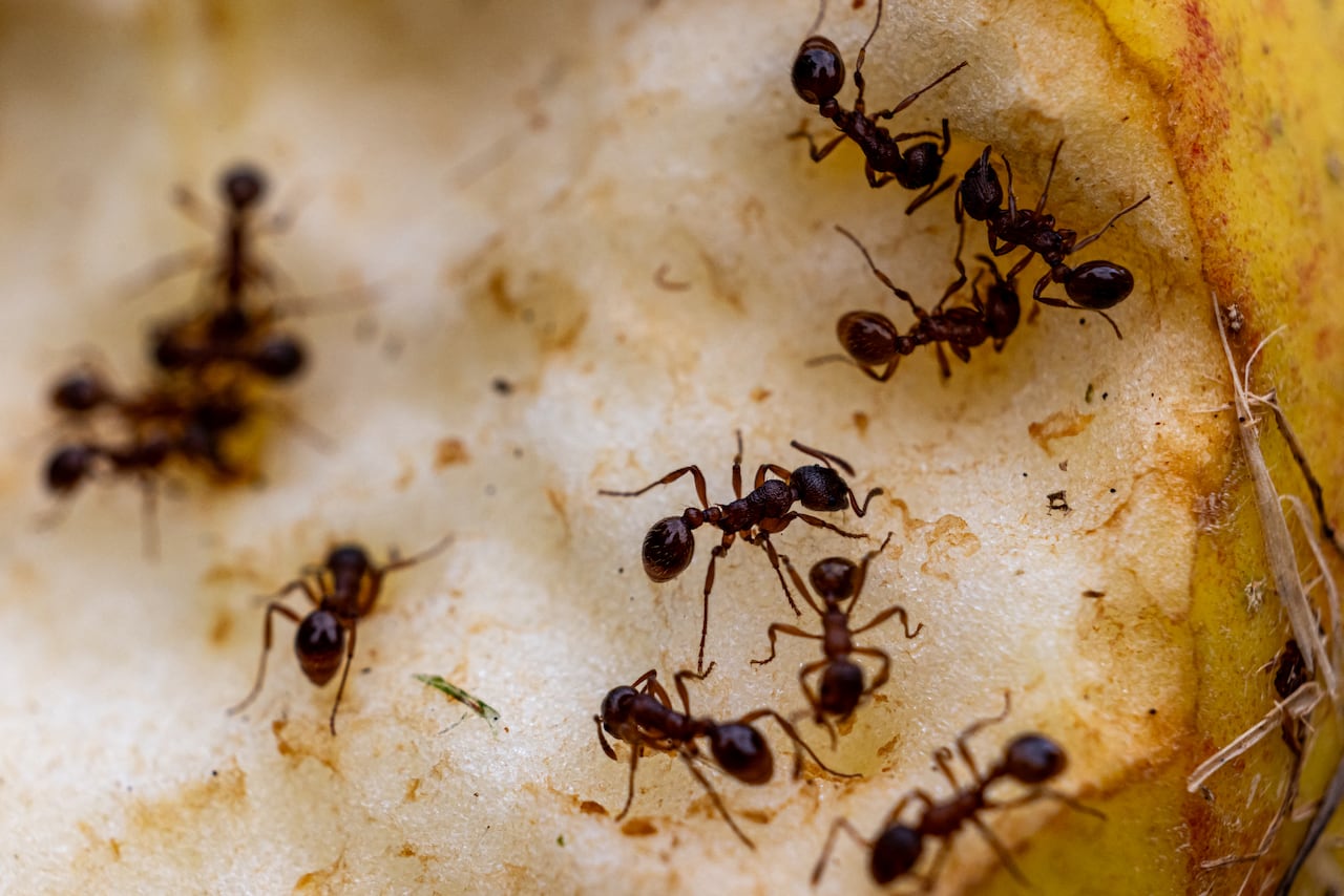 several small black ants crawl on top of a half-eaten apple.