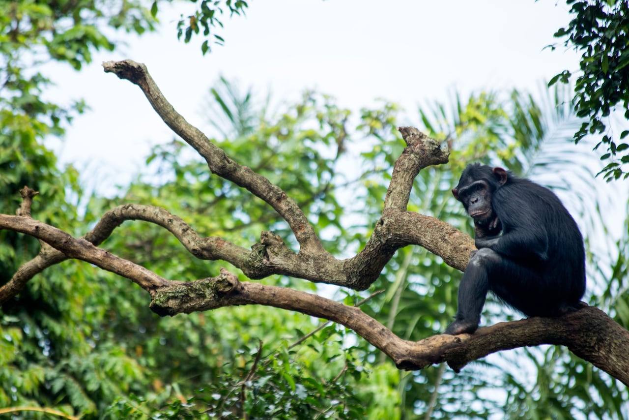 a chimpanzee sits high up in a tree in a forest in Uganda