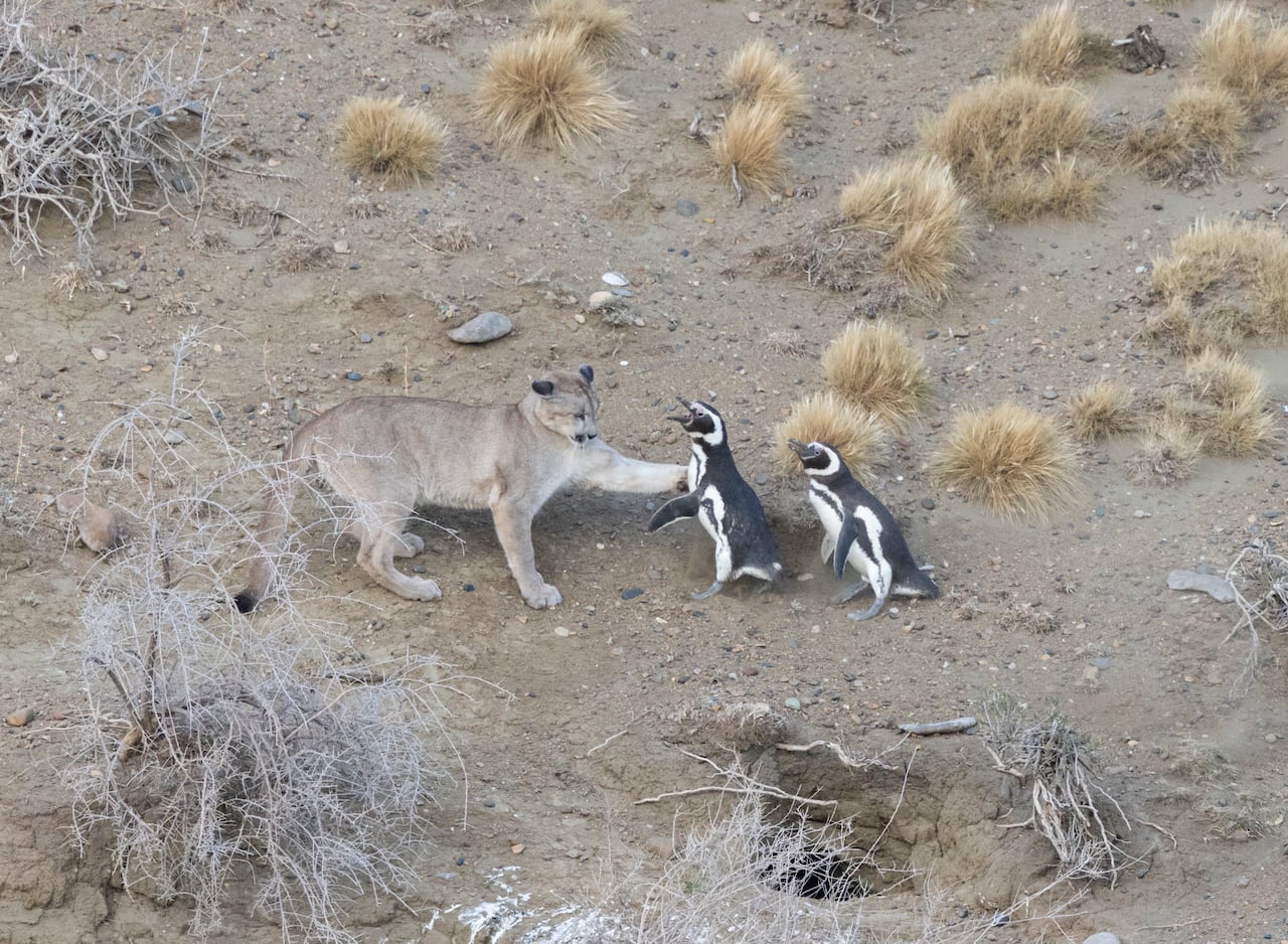 A puma approaches two penguins