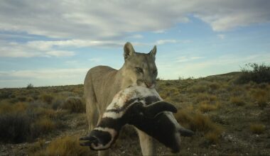 Jan 17: Pumas preying on penguins in Patagonia, and more...