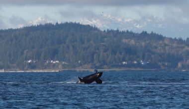 Orcas put on a show off Seattle