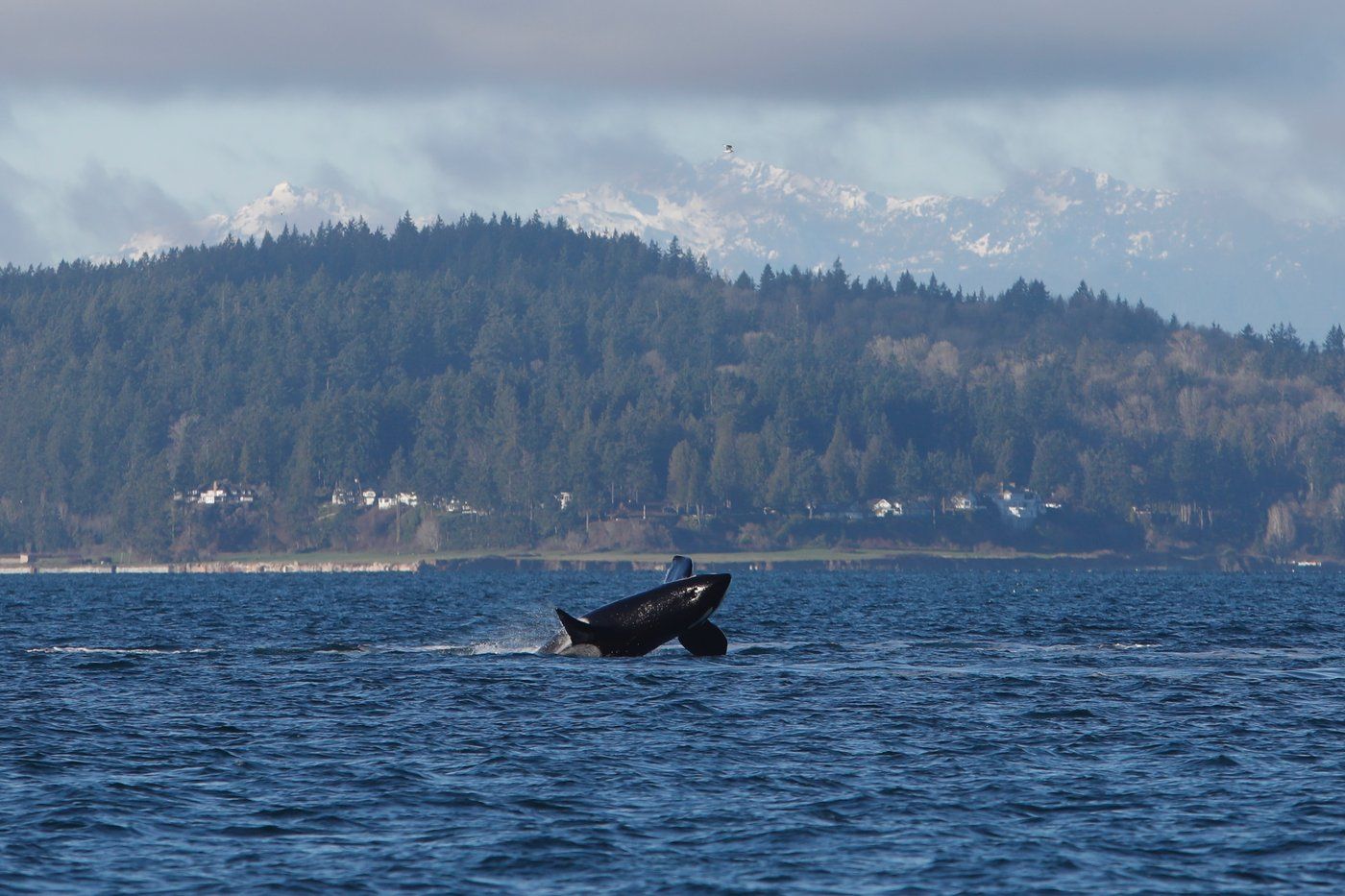 Orcas put on a show off Seattle