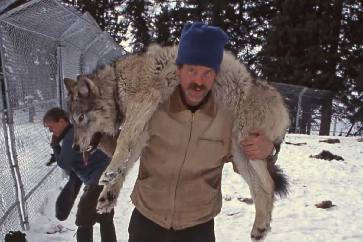 Wolves return to Yellowstone after reintroduction, reducing elk populations, reigniting debate with ranchers, and altering the park