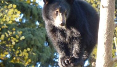 B.C. considers expanding black bear hunt in Lower Mainland amid crop damage concerns