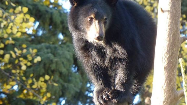 B.C. considers expanding black bear hunt in Lower Mainland amid crop damage concerns