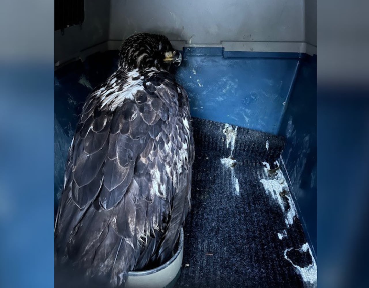 A juvenile bird is seen in a car trunk.