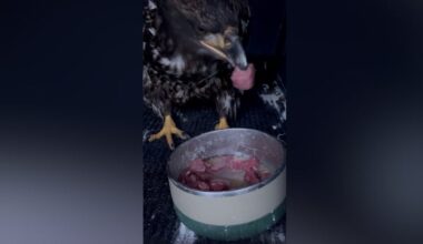 'I thought she'd like a lasagna': Rescuer lures injured bald eagle from B.C. dump