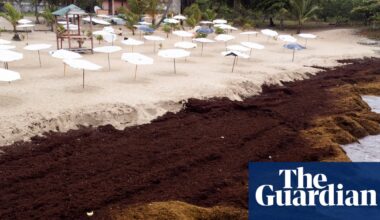 Scientists warn of ‘regime shift’ as seaweed blooms expand worldwide | Oceans