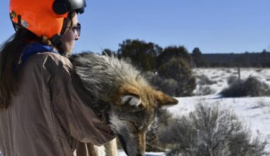 Red wolves return to North Carolina in 2026, reducing coyotes, controlling deer, protecting forests, and demonstrating how a superpredator can rebuild ecosystems in the Southeastern United States.